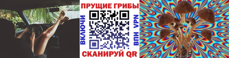 купить наркоту  Киреевск  Псилоцибиновые грибы Cubensis 